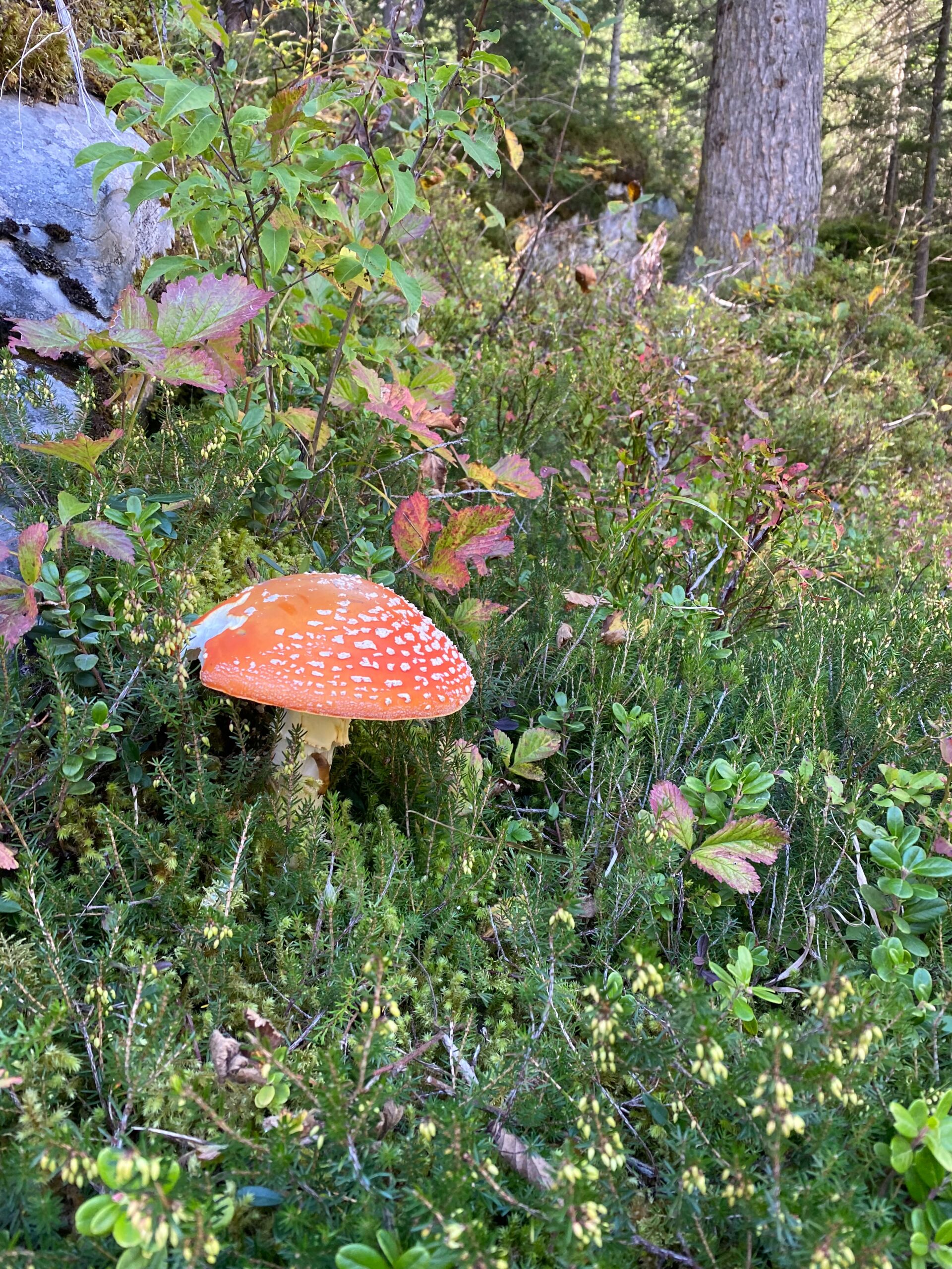 Wegesglück - WeCanDays 2023